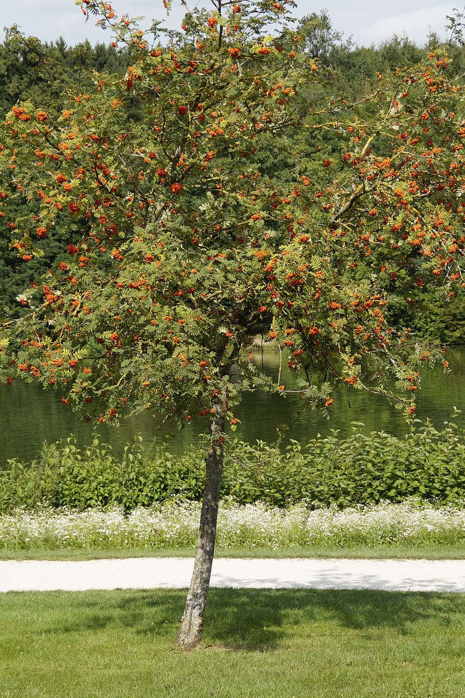 mountain ash, rowan, tree, red, fruits, berries, orange, autumn HD wallpaper