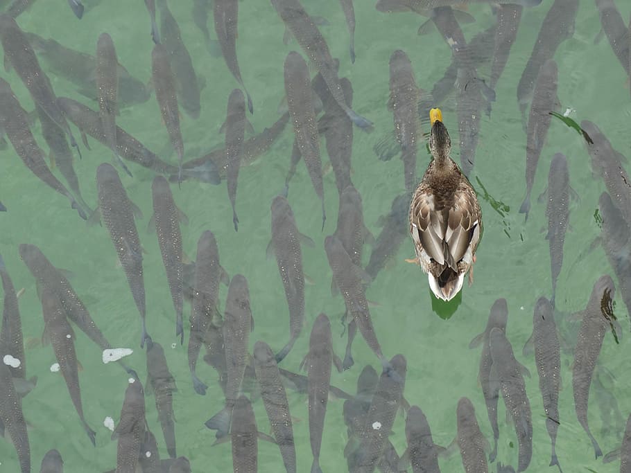 Mallard, Fish, Swim, Swarm, together, fish swarm, animals in the wild, HD wallpaper