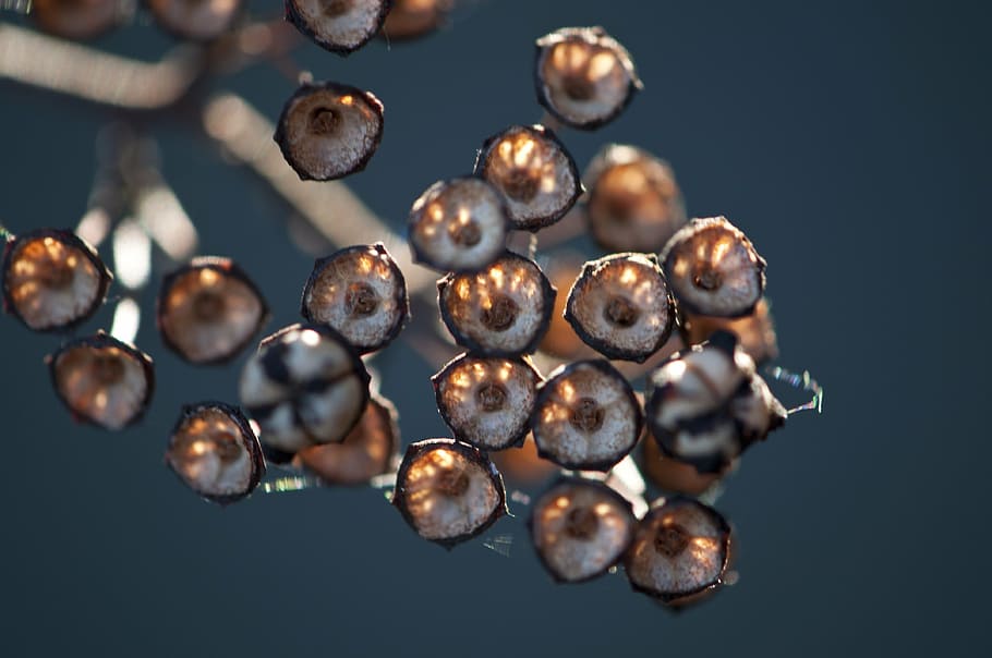 seed pods, autumn, triangular, brown, wildflower, new england HD wallpaper
