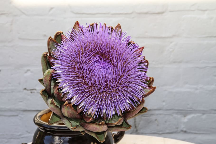 Artichoke, Blossom, Bloom, Composites, crop, medicinal plant