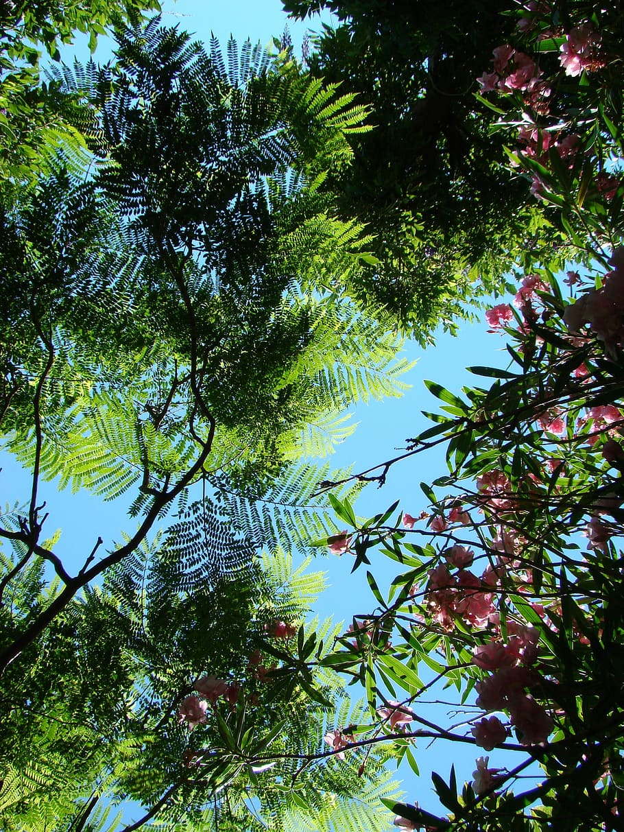 Flora, Morocco, Trees, Foliage, sky, expotic, the nature, no people HD wallpaper