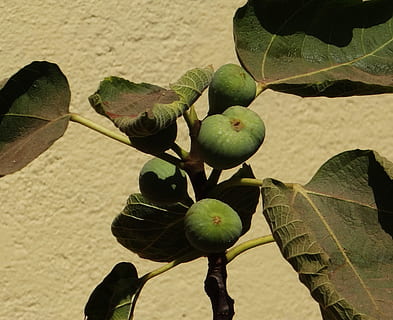 Top 10 Figs (Anjeer) Benefits - Nutrabay Magazine