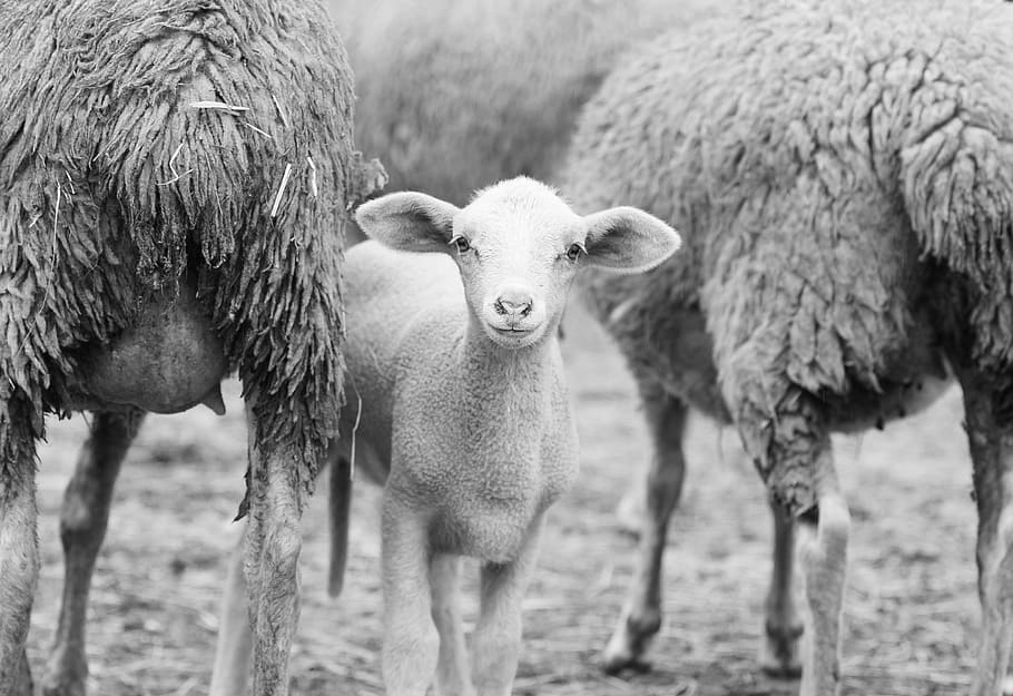 grayscale photo of lamb, sheep, herd, mammal, livestock, group of animals HD wallpaper