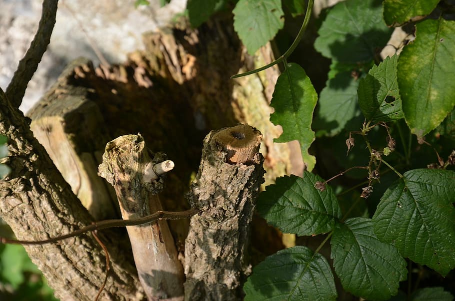 tree root, elder, nature, animal, wildlife, leaf, plant part HD wallpaper