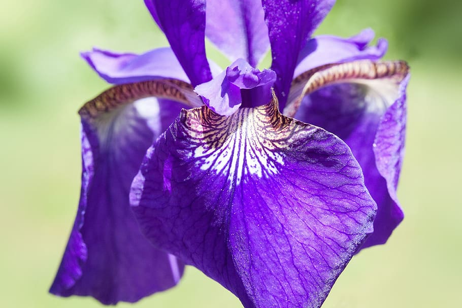 iris, iris pseudacorus, purple iris, plant, iridaceae, flower HD wallpaper