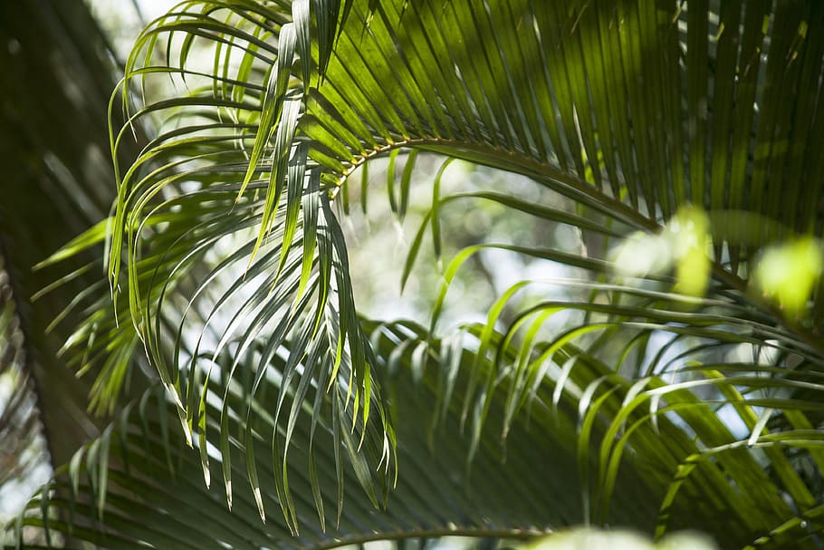 palm, tree, green, leaves, nature, leaf, palm Tree, tropical Climate HD wallpaper
