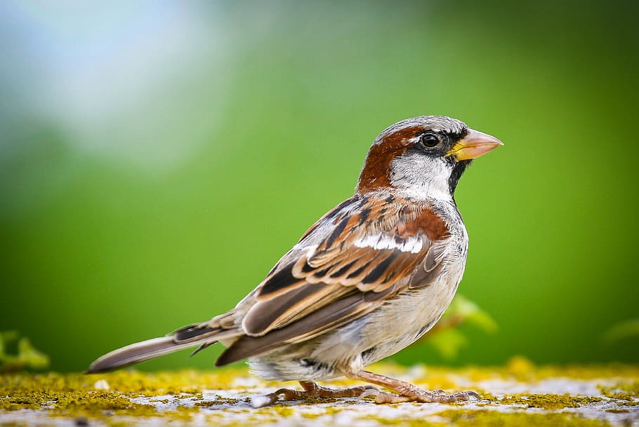 low-angle of house sparrow, animal portrait, bird, close, animal themes, HD wallpaper