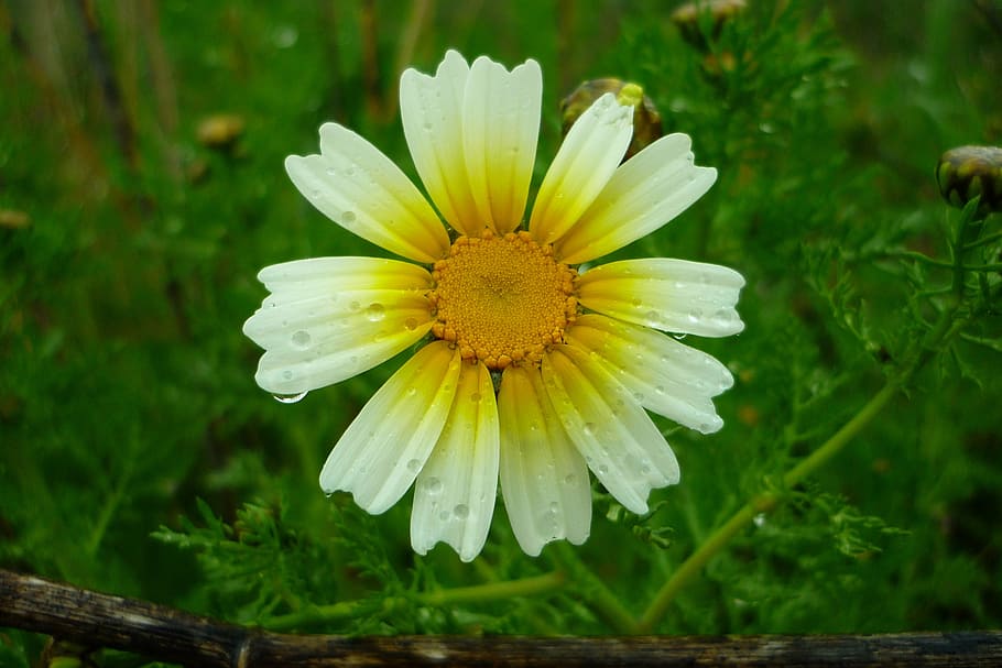 daisy, field, rain, drops, yellow, atalaya, flower, nature HD wallpaper