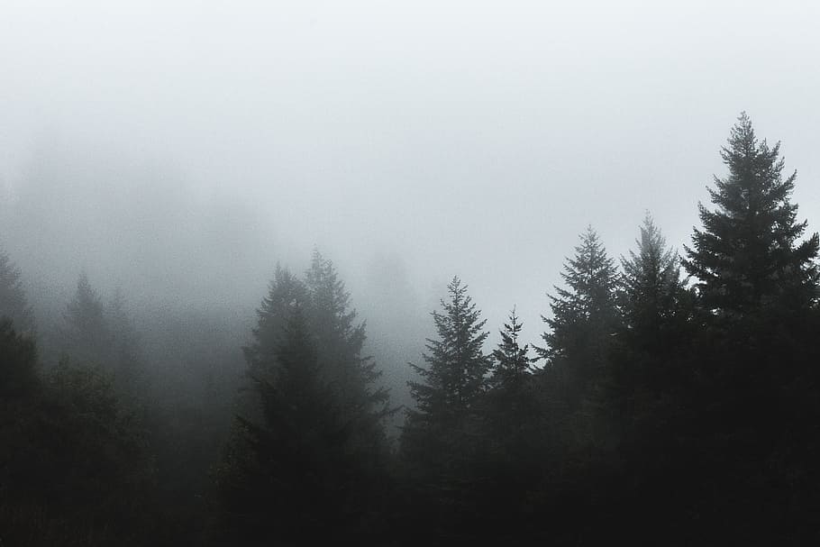 trees, forest, woods, nature, fog, plant, tranquility, beauty in nature HD wallpaper