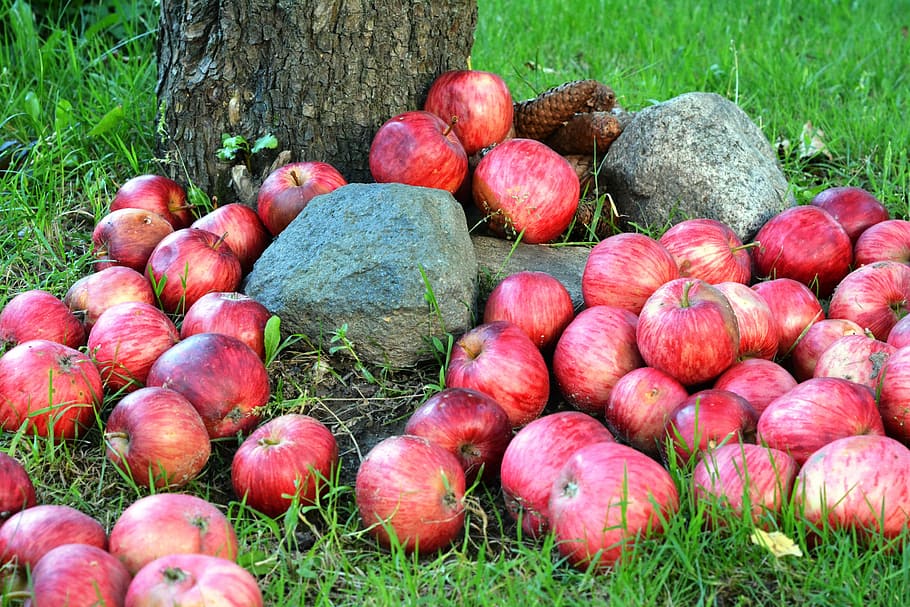 apple, apples, fruit, grass, sad, garden, red, nature, food HD wallpaper