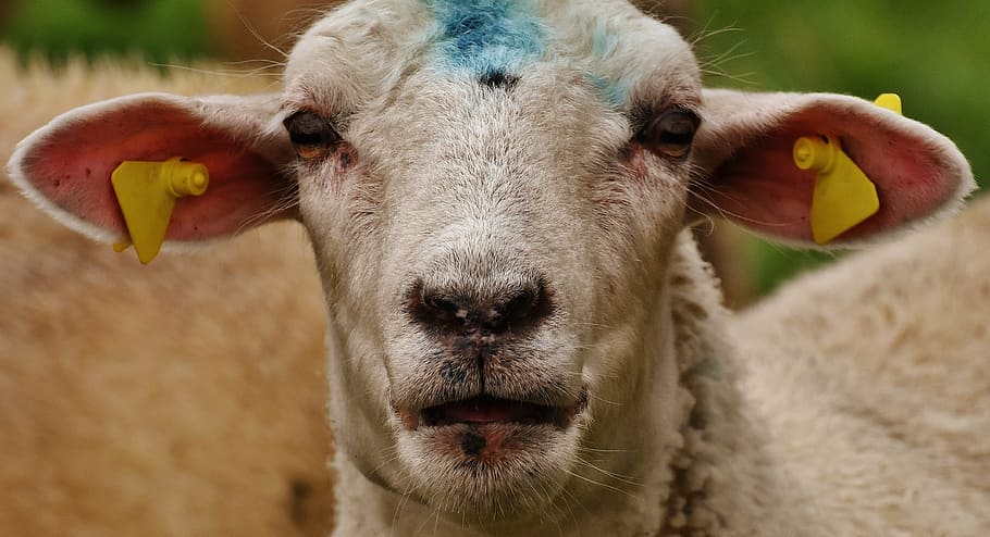 sheep, animal, meadow, wool, graze, nature, mammal, one animal HD wallpaper
