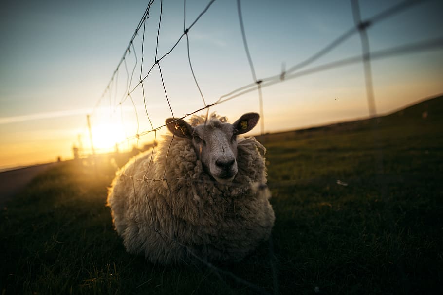 HD photography of sheep beside gray link fence during sunrise, gray sheep beside fence during golden hour HD wallpaper