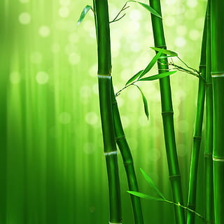 HD wallpaper: bamboo trees, thickets, path, nature, forest, leaf, wood ...