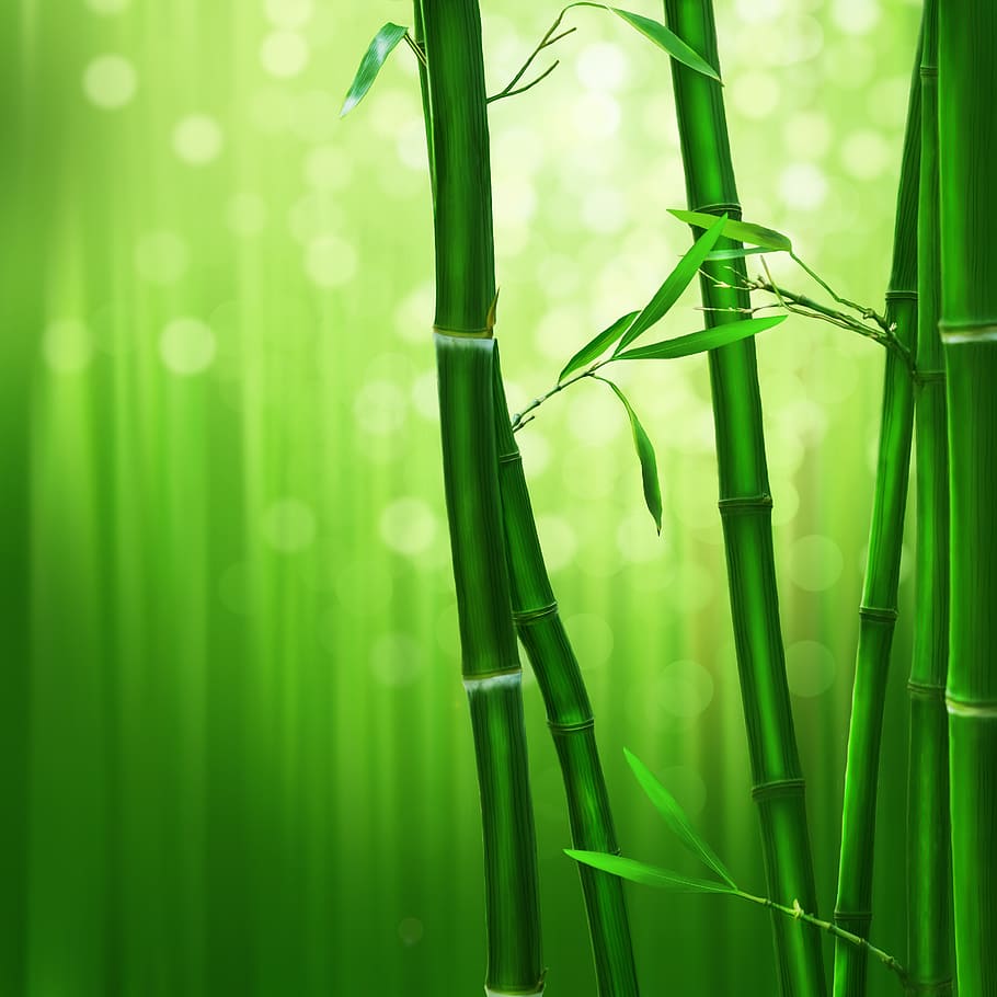 Sagano Bamboo Forest iPhone Wallpapers Free Download