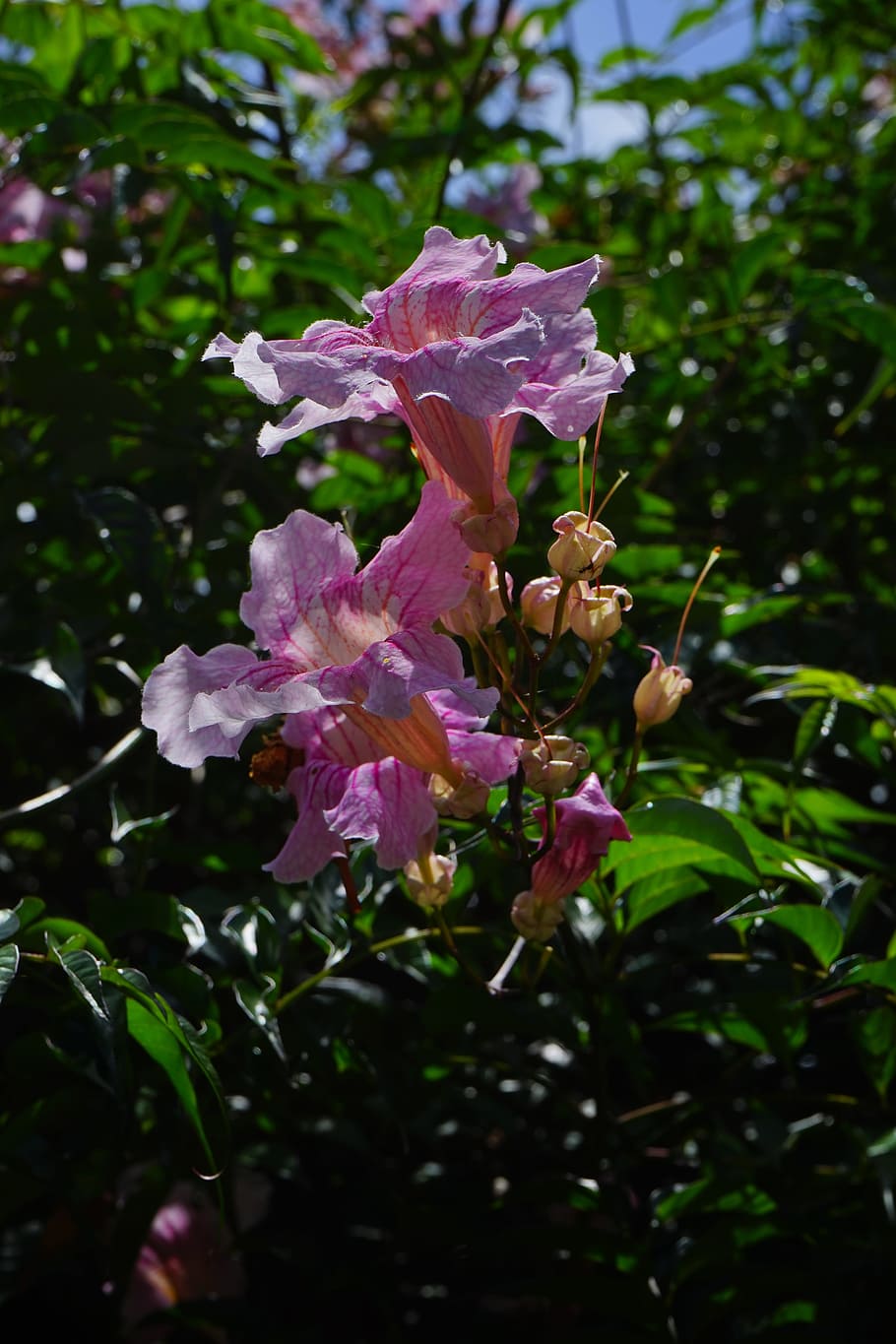 pink trumpet vine, flower, blossom, bloom, bush, podranea ricasoliana, HD wallpaper