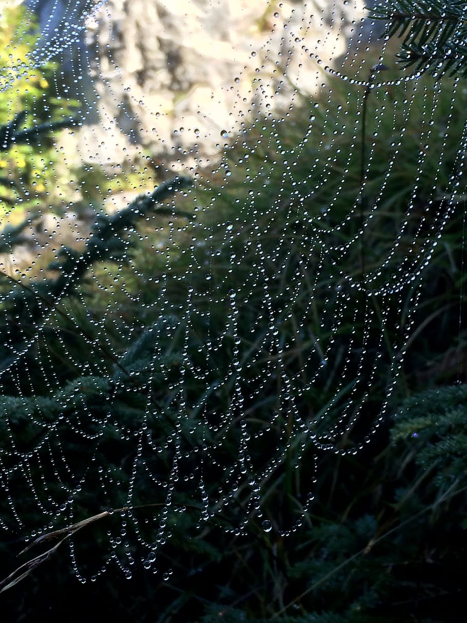 Web, Dew, Mountains, drop, spider web, nature, water, focus on foreground HD wallpaper