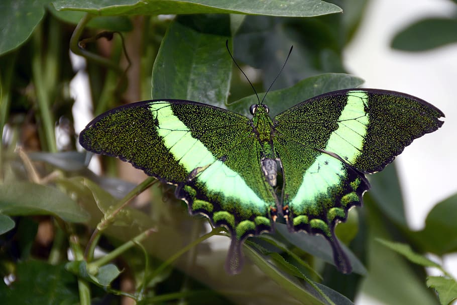 tilt shift photography of green butterfly, insect, wing, eyes HD wallpaper