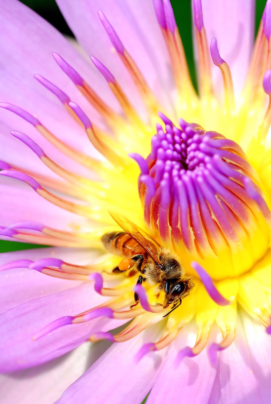 bee, insects, lotus, plants, affix, macro, flowering plant HD wallpaper