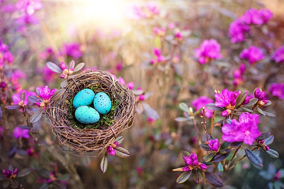 spring, bird's nest, eggs, robin eggs, nature, season, pink flowers, HD wallpaper
