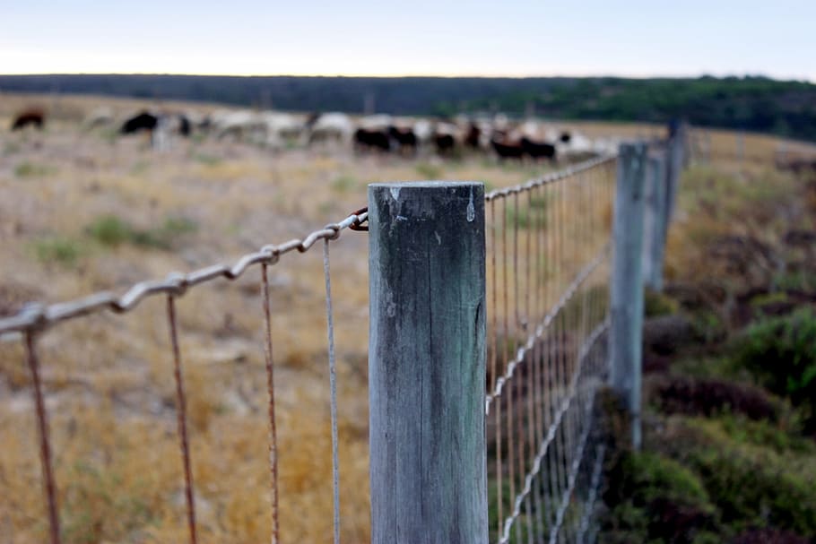 animals, buffalos, cows, farm, fence, herd, morning, nature HD wallpaper