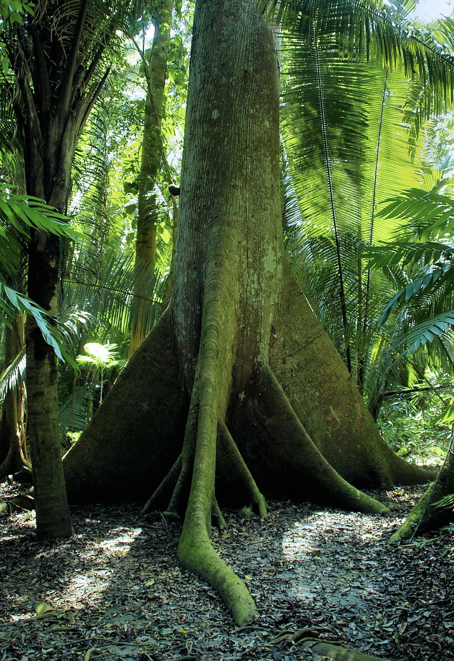 grey tree trunk, ecuador, virgin forest, cheesemaker, roots HD wallpaper