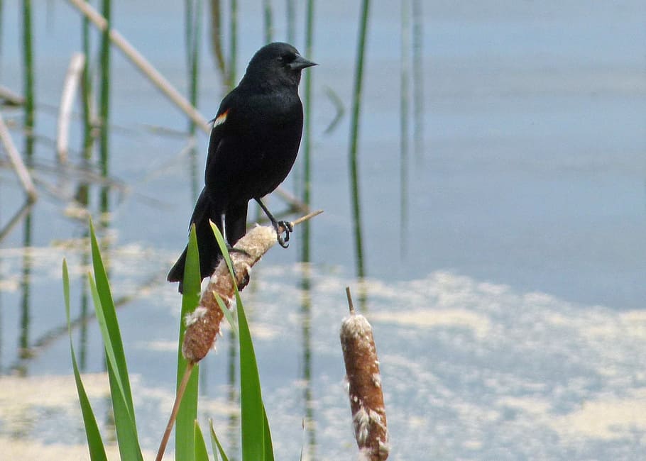 black, bird, wetland, marsh, williams lake, british columbia, HD wallpaper