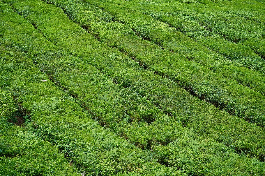 tea, the tea plantations, beautiful, texture, landscape, garden HD wallpaper