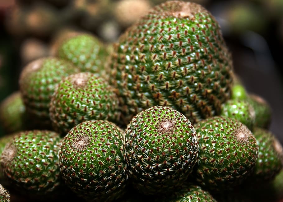 cactus, succulent, plant, close, nature, green, spur, prickly HD wallpaper