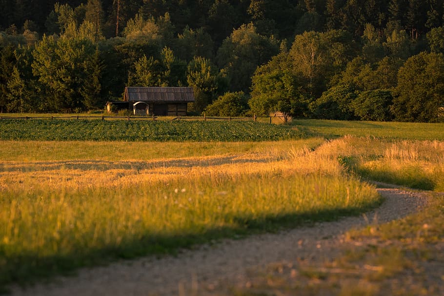 landscape, fields, nature, arable, cereals, agriculture, dusk HD wallpaper