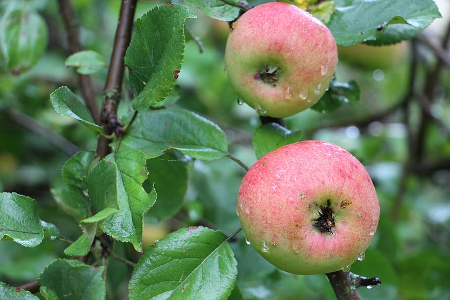 apple, tree, apples, red, branch, healthy, fresh, fruit, food HD wallpaper
