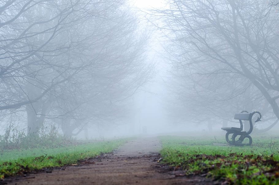 black and white bench beside dirt road under by fogs, tree HD wallpaper