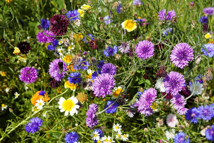 bed of assorted-color petaled flowers, Cornflowers, Meadow HD wallpaper