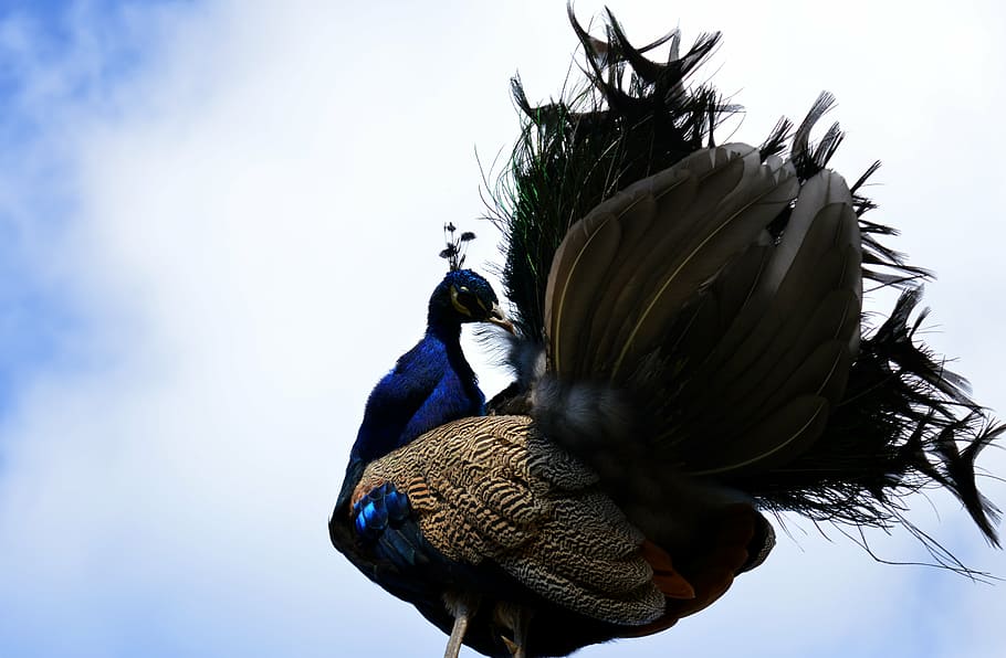 peacock, galliformes, pavo cristatus, bird, ornamental birds, HD wallpaper
