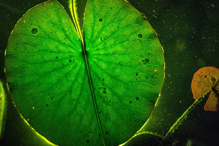 leaf, light, green nature, reflection, water lily, lily pad HD wallpaper