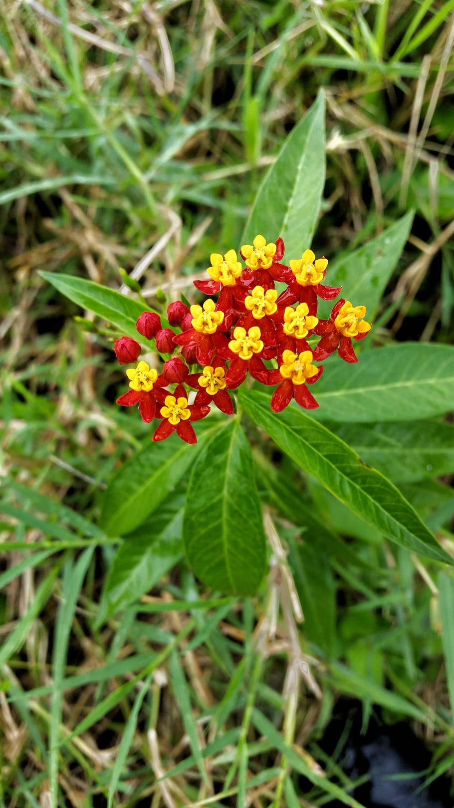 flowers, red, yellow, flowering plant, freshness, beauty in nature HD wallpaper