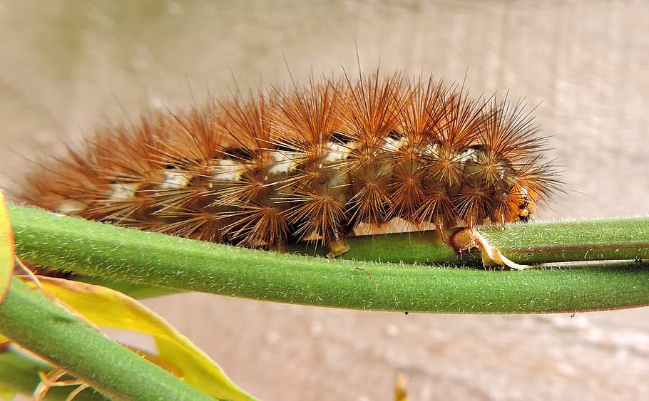garden, animal, green, hairy, bug, caterpillar, close-up, daylight HD wallpaper