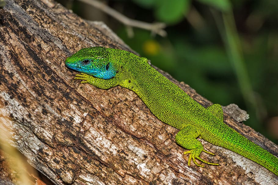 Green and Blue Lizard on Brown Wood, animal, bark, close-up, european green lizard