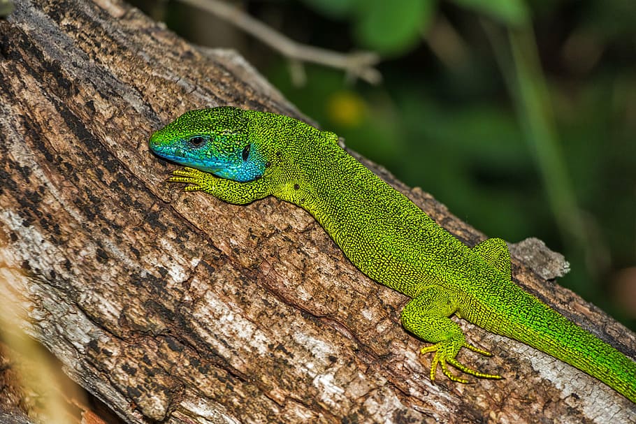 green lizard attached on tree trunk, reptile, lacerta viridis HD wallpaper