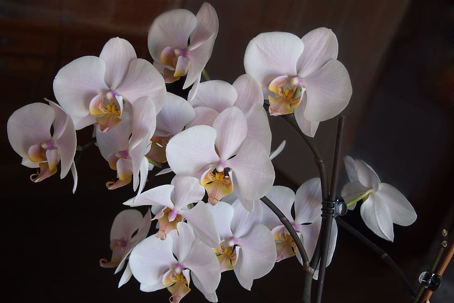 orchids, flowers, pink, flowering plant, fragility, vulnerability HD wallpaper