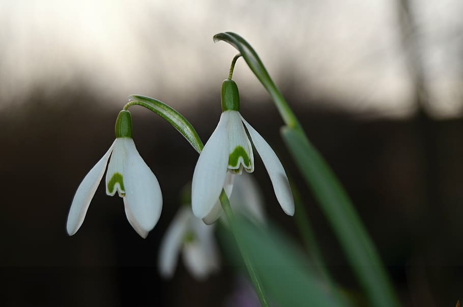flower, snowdrop, spring, white, plants, vernal, beauty in nature HD wallpaper