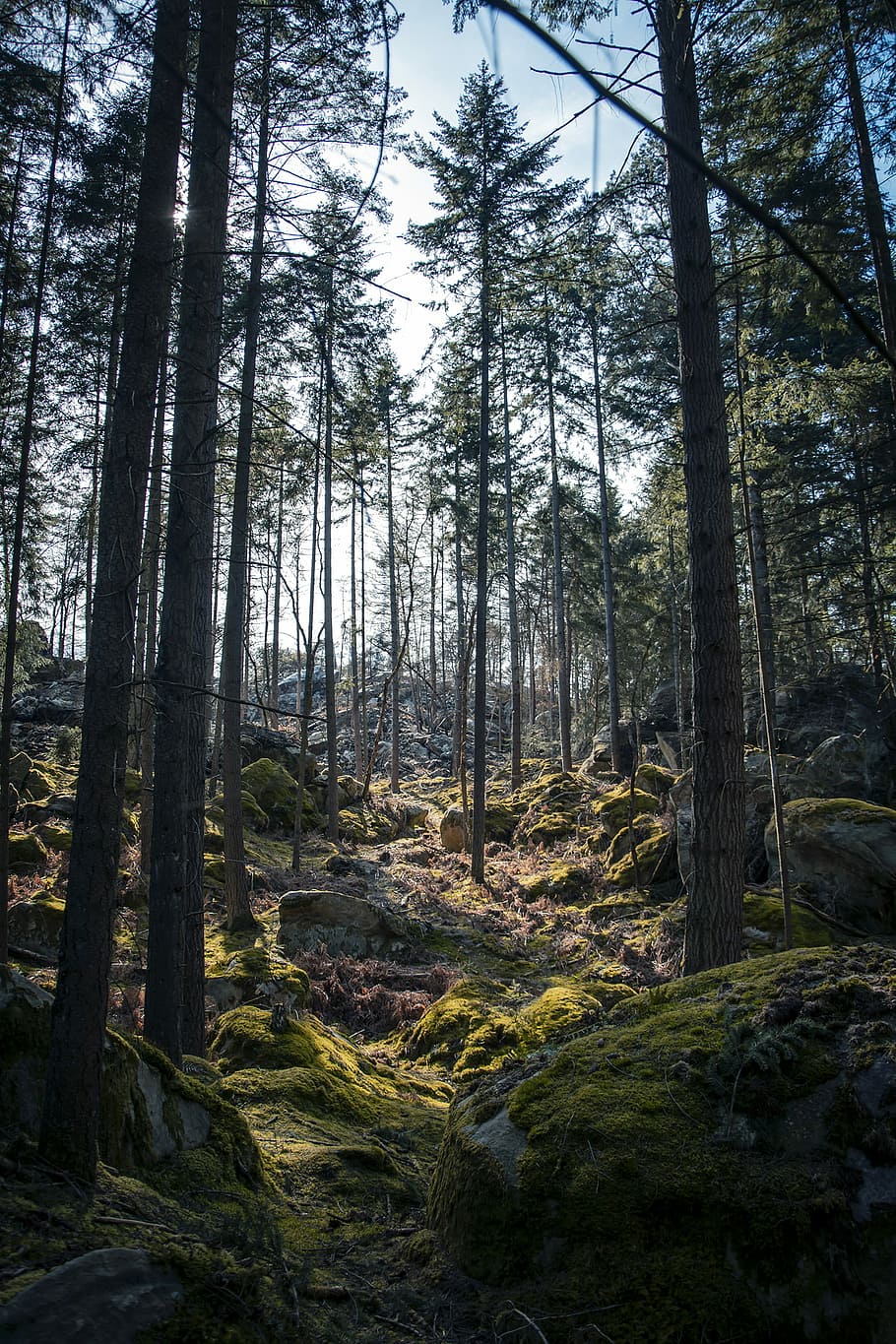 rocks surrounded by trees under clear blue sky, landscape photography of trees HD wallpaper