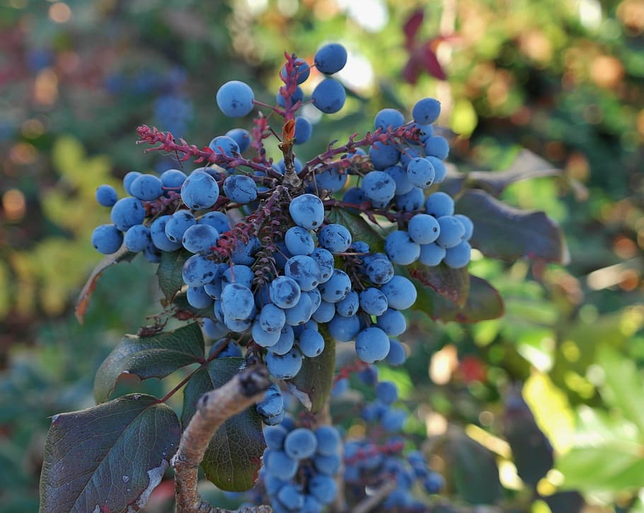berries, blue, fruit, plant, ordinary mahogany, stechdornblättrige mahonie, HD wallpaper