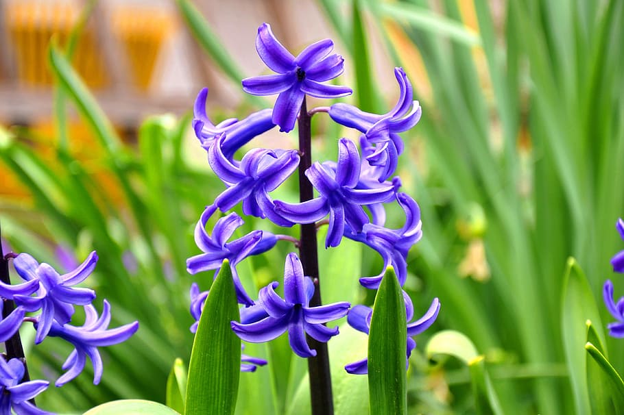 purple flowers, hyacinth, spring, flowering plant, freshness HD wallpaper