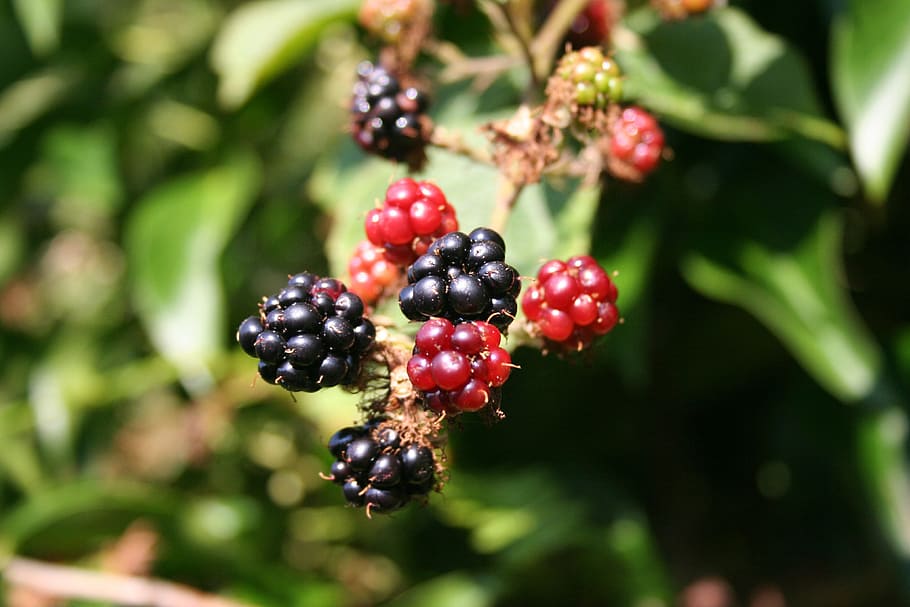 closeup photography of red and black wild berry fruits, blackberry