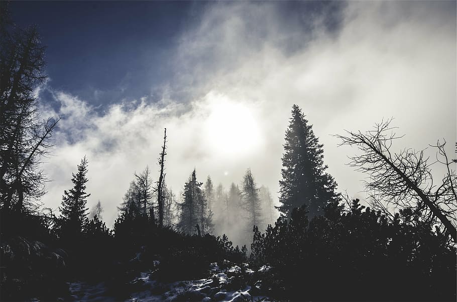 HD wallpaper: pine tree under cloudy sky, forest, fog, mist, clouds ...