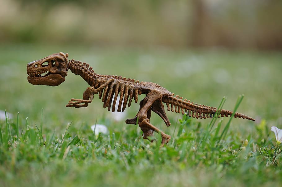 lizard skeleton selective focus photography, dinosaur, bones HD wallpaper