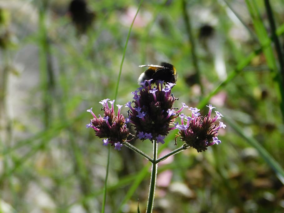 hummel, on a flower, insect bloom, sprinkle, nature, blossom HD wallpaper
