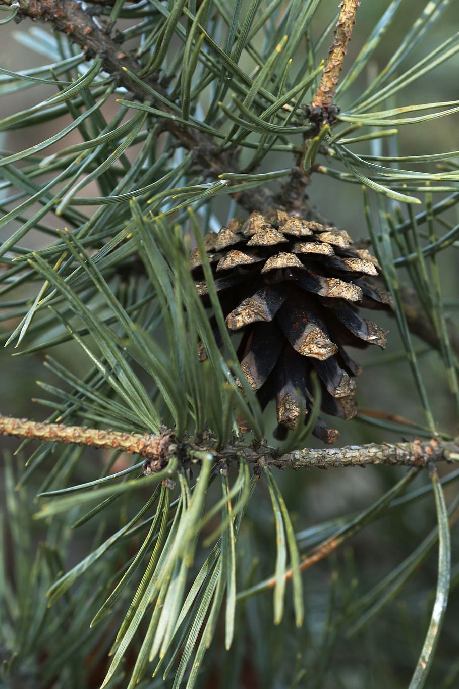 tree, needle, nature, pine, evergreen, cone, plant, growth HD wallpaper