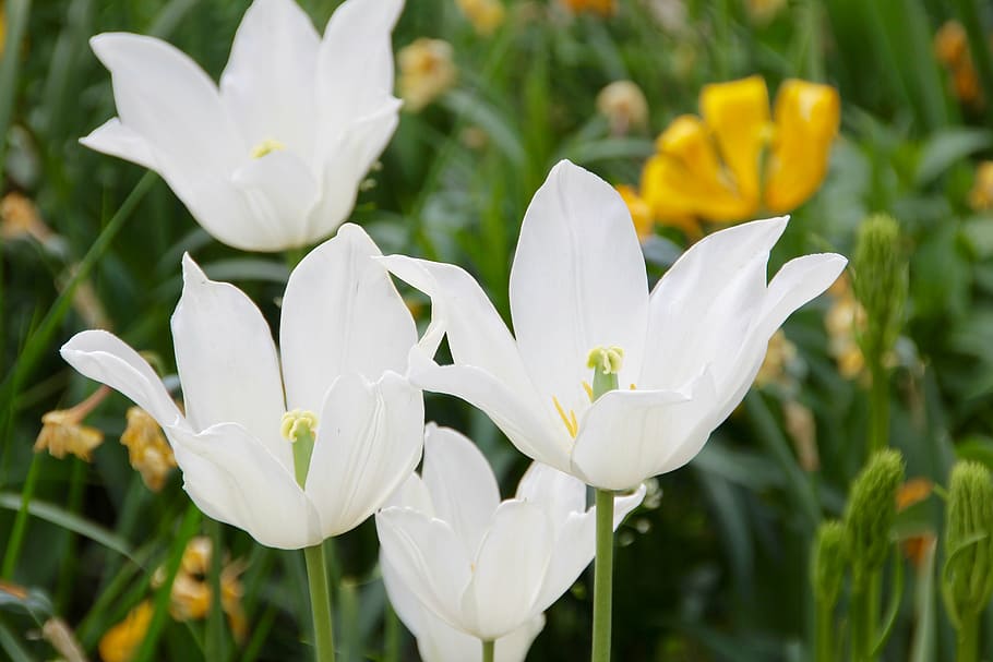 tulips, white, flower, bright, flowering plant, vulnerability HD wallpaper