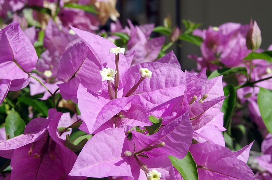 bougainvillea, flower, violet, white, bracts, exotic, colorful, HD wallpaper